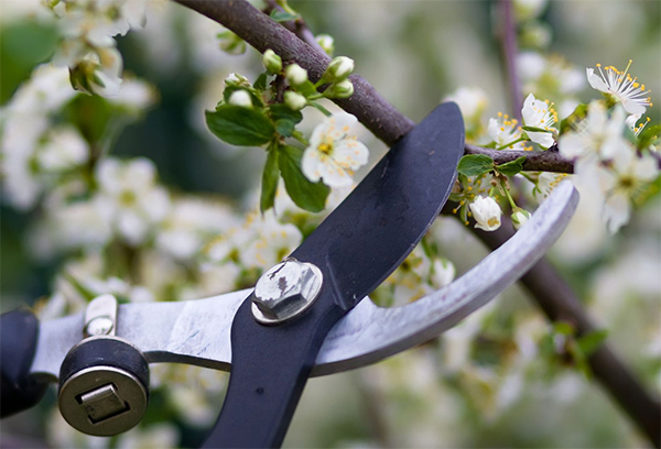 Tree diagnosis and disease identification