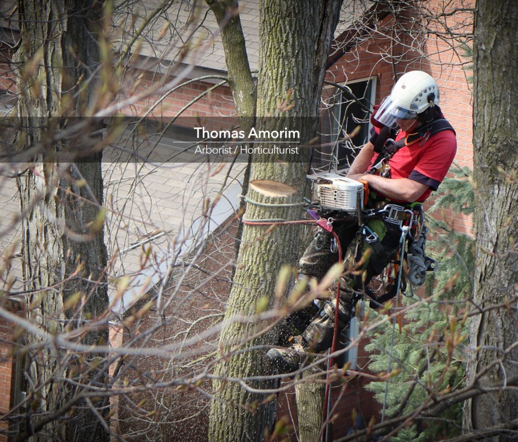 Thomas Amorim, Certified Arborist