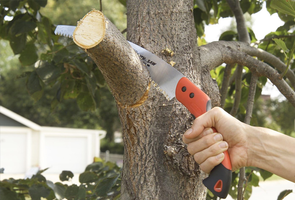 Tree health care assessment