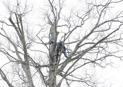Professional tree pruning by King Tree Service