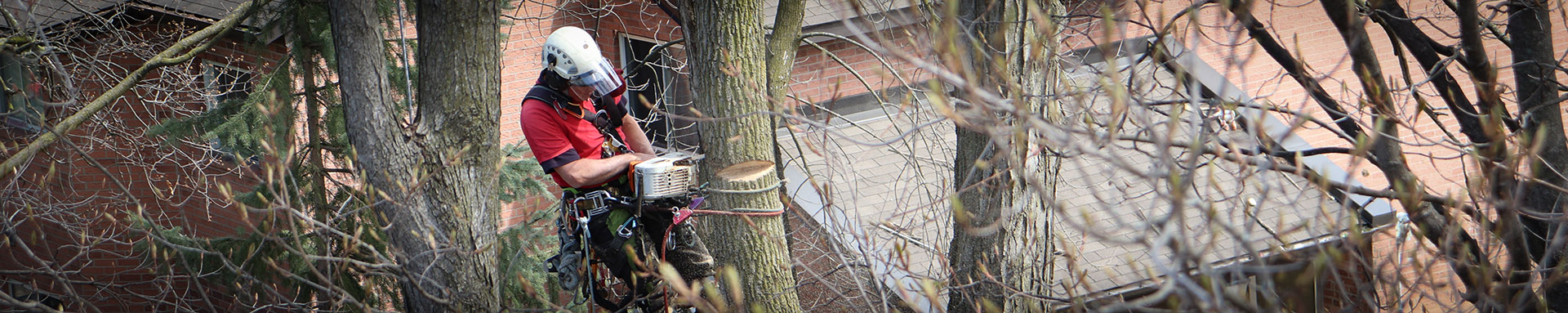 Safe tree removal with rope access